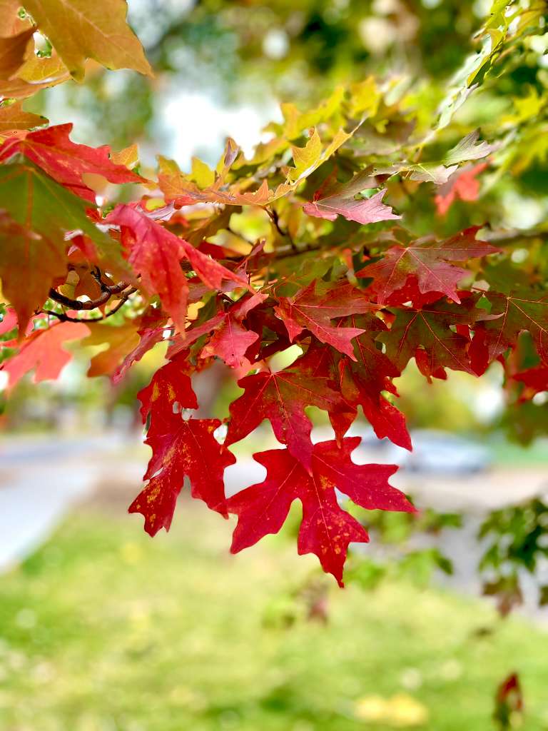 Close-up of red autumn leaves