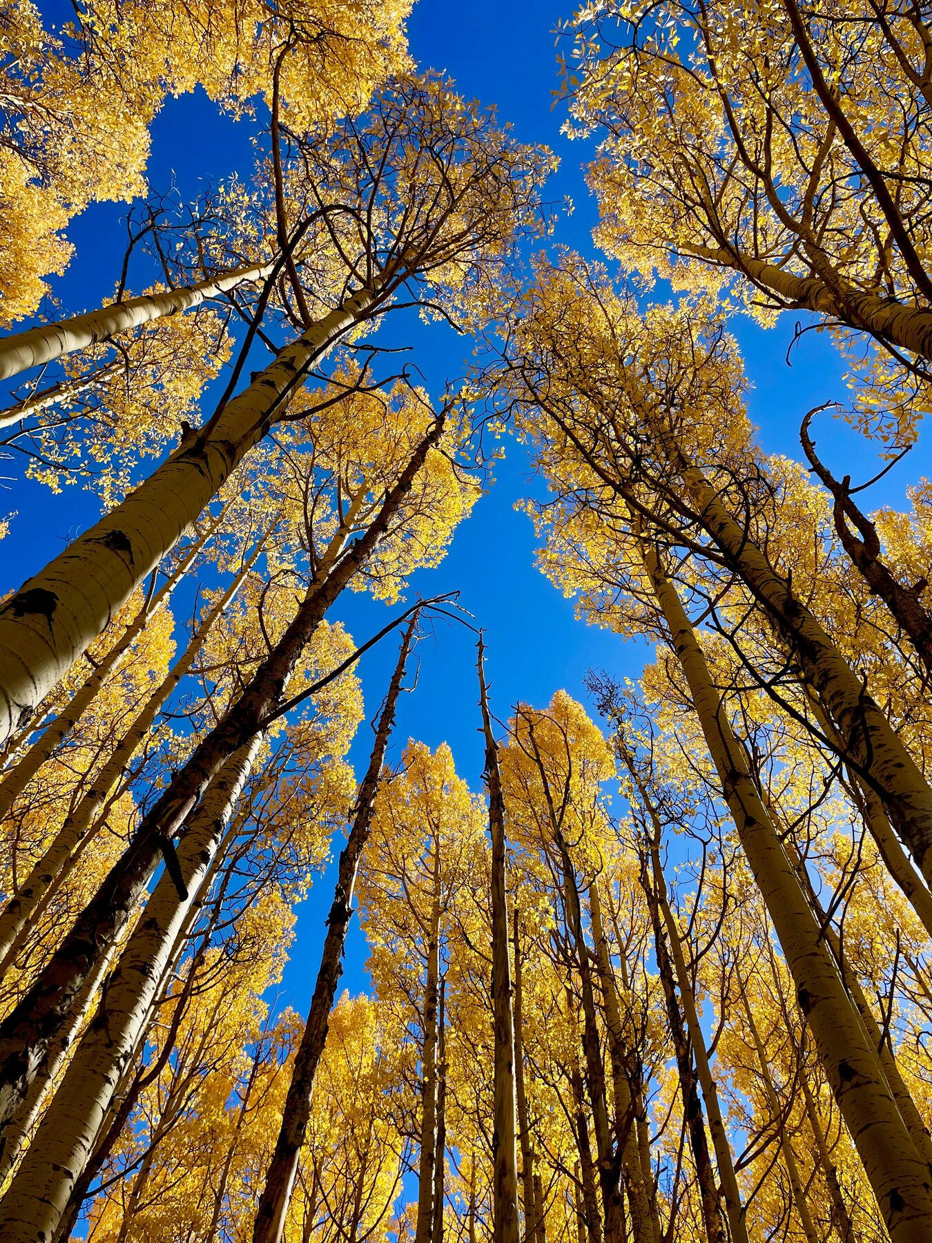 Looking up through golden aspens against a blue Colorado sky